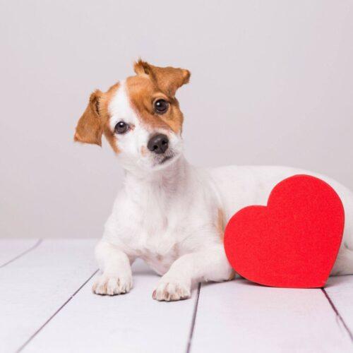 Idées de cadeaux pour la Saint-Valentin pour votre animal selon sa personnalité!