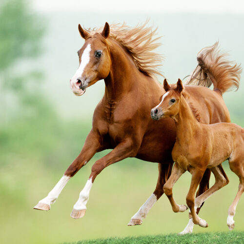 Comment nourrir les chevaux de manière appropriée pour les aider à performer au mieux de leurs capacités ?