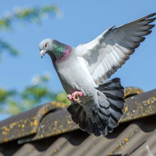 Les compléments alimentaires améliorent la santé des pigeons