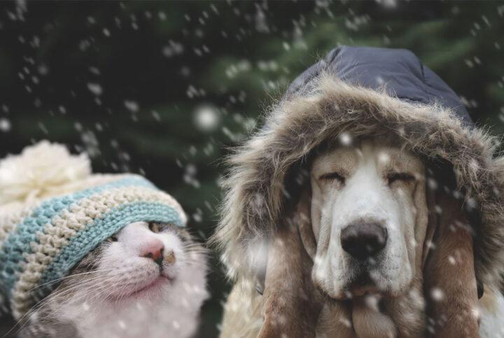 8 conseils pour protéger votre animal de compagnie du froid et pour assurer son confort!