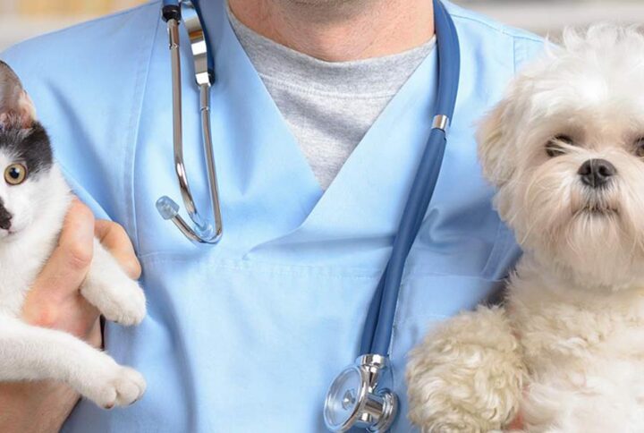 Comment prendre soin de votre animal de compagnie : l’importance des examens vétérinaires réguliers