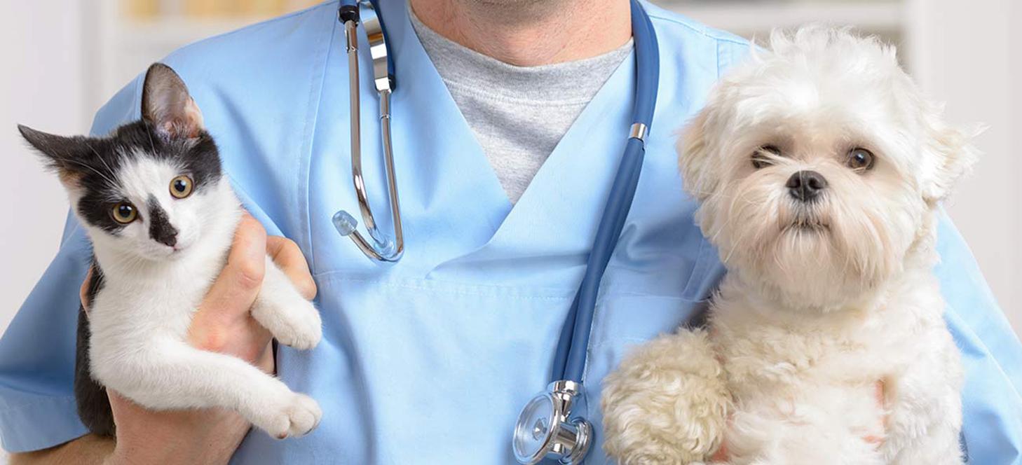 Examen vétérinaire : pourquoi est-ce important ?