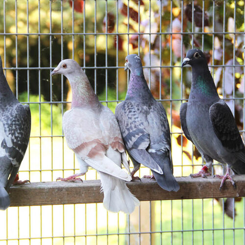 Pigeons en forme : Comment l’exercice régulier peut améliorer leur qualité de vie ?