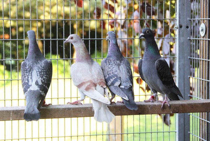 Pigeons en forme : Comment l’exercice régulier peut améliorer leur qualité de vie ?