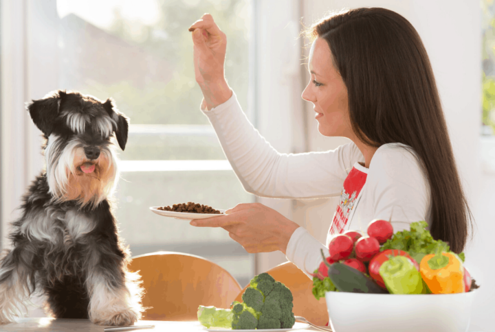 Régimes alimentaires pour animaux : Trouvez celui qui convient le mieux à votre compagnon