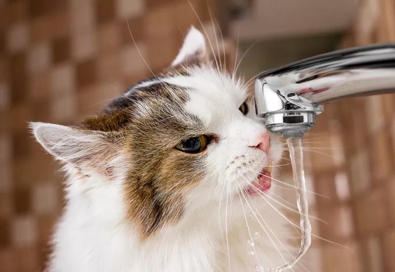 Comment encourager mon chat à boire plus d'eau ?
