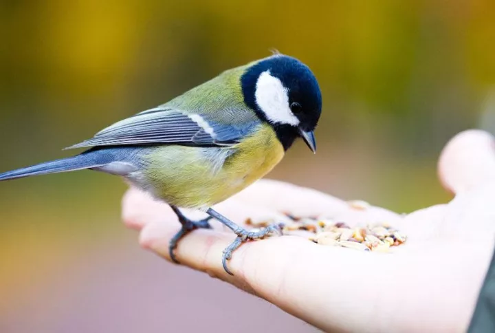 Meilleure alimentation des oiseaux en été : Conseils experts à ne pas manquer!