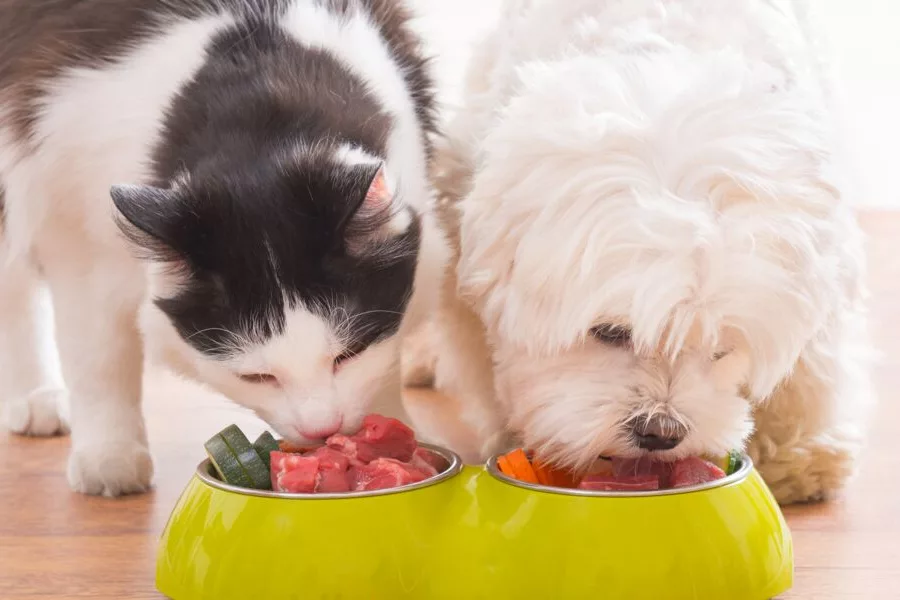 Aliments sains et compléments alimentaires pour votre animal