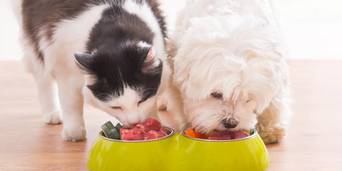 Aliments sains et compléments alimentaires pour votre animal