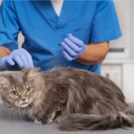Understanding and Preventing Typhus: An 
Essential Guide to Your Cat's Health!