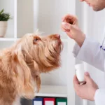 How do you choose the right pet supplement?