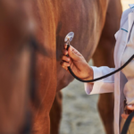 Gastric Ulcers in Horses: A Comprehensive Guide 
to Understanding, Preventing and Treating Them 
