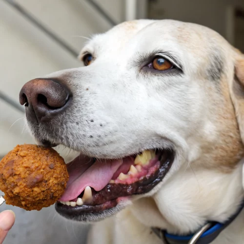Croquette chien senior : 7 conseils pour le meilleur choix