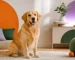 Chien en bonne santé, défenses naturelles chien